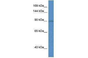 Western Blotting (WB) image for anti-Solute Carrier Family 9 (Sodium/hydrogen Exchanger), Member 5 (SLC9A5) (C-Term) antibody (ABIN2781607)