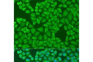 Immunofluorescence analysis of U2OS cells using IFI44 Polyclonal Antibody at dilution of 1:100. (IFI44 抗体)