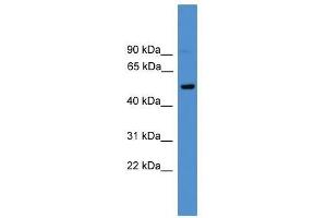 CD4 antibody used at 0. (CD4 抗体  (C-Term))