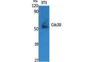 Western Blotting (WB) image for anti-Cell Division Cycle 20 Homolog (S. Cerevisiae) (CDC20) (Internal Region) antibody (ABIN6284240)