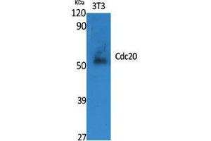 Western Blot (WB) analysis of specific cells using Cdc20 Polyclonal Antibody. (CDC20 抗体  (Internal Region))