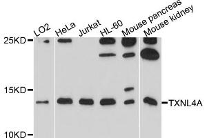 Western blot analysis of extracts of various cell lines, using TXNL4A antibody. (TXNL4A 抗体)