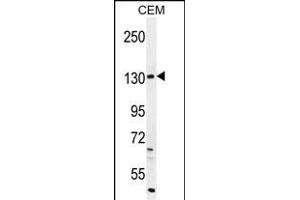 DUOX2 Antibody (Center) (ABIN655174 and ABIN2844792) western blot analysis in CEM cell line lysates (35 μg/lane). (DUOX2 抗体  (AA 513-542))