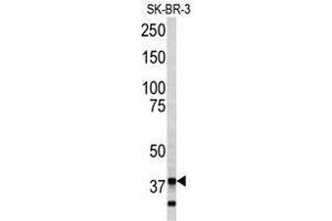 Image no. 1 for anti-Annexin A5 (ANXA5) (C-Term) antibody (ABIN452742) (Annexin V 抗体  (C-Term))