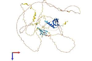 CBX4 Protein (AA 1-551) (His tag)