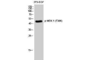 Western Blotting (WB) image for anti-Mitogen-Activated Protein Kinase Kinase 1 (MAP2K1) (pThr386) antibody (ABIN3182320) (MEK1 抗体  (pThr386))