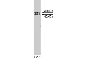 Western Blotting (WB) image for anti-TIA1 Cytotoxic Granule-Associated RNA Binding Protein-Like 1 (TIAL1) (AA 161-365) antibody (ABIN967917) (TIAL1 抗体  (AA 161-365))