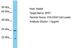 Host: Rabbit Target Name: SFR1 Sample Type: COLO205 Whole Cell lysates Antibody Dilution: 1.