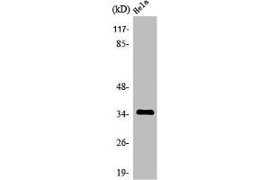 Western Blot analysis of HuvEc cells using Olfactory receptor 4K14 Polyclonal Antibody (OR4K14 抗体  (C-Term))
