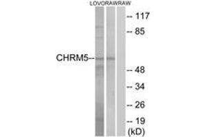 Western Blotting (WB) image for anti-Cholinergic Receptor, Muscarinic 5 (CHRM5) (AA 281-330) antibody (ABIN2890807) (CHRM5 抗体  (AA 281-330))