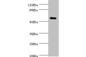 Western blot All lanes: NLK antibody at 0. (Nemo-Like Kinase 抗体  (AA 278-527))
