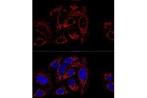 Confocal immunofluorescence analysis of U2OS cells using GCSH antibody (ABIN6127983, ABIN6141032, ABIN6141033 and ABIN6217784) at dilution of 1:100 (60x lens). (GCSH 抗体  (AA 1-173))