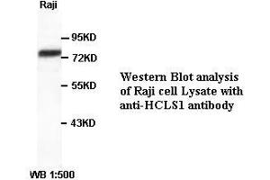 Image no. 1 for anti-Hematopoietic Cell-Specific Lyn Substrate 1 (HCLS1) antibody (ABIN790843) (HCLS1 抗体)