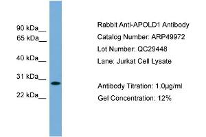 WB Suggested Anti-APOLD1  Antibody Titration: 0. (APOLD1 抗体  (Middle Region))