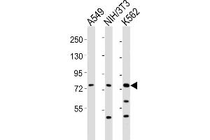 All lanes : Anti-DVL3 Antibody (C-term) at 1:2000 dilution Lane 1: A549 whole cell lysates Lane 2: NIH/3T3 whole cell lysates Lane 3: K562 whole cell lysates Lysates/proteins at 20 μg per lane. (DVL3 抗体  (C-Term))