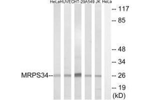 Western blot analysis of extracts from HeLa cells, HUVEC cells, HT-29 cells, A549 cells and Jurkat cells, using MRPS34 antibody. (MRPS34 抗体  (C-Term))