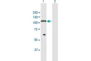 Western Blot analysis of NDST4 expression in transfected 293T cell line by NDST4 MaxPab polyclonal antibody. (NDST4 抗体  (AA 1-872))