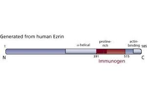 Image no. 3 for anti-Ezrin (EZR) (AA 391-515) antibody (ABIN968058) (Ezrin 抗体  (AA 391-515))