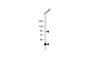 Anti-LOXL3 Antibody (C-term) at 1:2000 dilution + human heart lysate Lysates/proteins at 20 μg per lane.