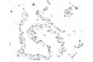 anti-Lamin B1 (LMNB1) (AA 450-500) antibody