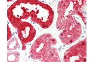 Anti-PSAT1 antibody IHC staining of human kidney. (PSAT1 抗体  (AA 48-328))