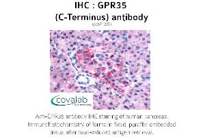 Image no. 1 for anti-G Protein-Coupled Receptor 35 (GPR35) (C-Term) antibody (ABIN1735070) (GPR35 抗体  (C-Term))