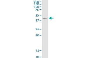 ADHFE1 MaxPab rabbit polyclonal antibody. (ADHFE1 抗体  (AA 1-419))