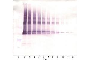 Image no. 2 for anti-Nanog Homeobox (NANOG) antibody (ABIN181660) (Nanog 抗体)