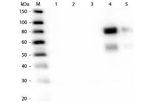 Western Blot of Anti-Rat IgM (mu chain) (RABBIT) Antibody . (兔 anti-大鼠 IgM (Heavy Chain) Antibody (Texas Red (TR)) - Preadsorbed)