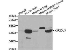 Western blot analysis of extracts of various cell lines, using KIR2DL3 antibody (ABIN3212244) at 1/1000 dilution. (KIR2DL3 抗体)