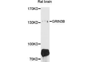 Western blot analysis of extracts of rat brain cells, using GRIN3B antibody. (GRIN3B 抗体)