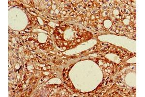 Immunohistochemistry of paraffin-embedded human adrenal gland tissue using ABIN7167074 at dilution of 1:100