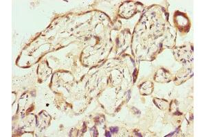 Immunohistochemistry of paraffin-embedded human placenta tissue using ABIN7169316 at dilution of 1:100 (PPEF1 抗体  (AA 301-500))