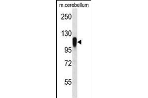FBX41 Antibody (N-term) (ABIN656516 and ABIN2845787) western blot analysis in mouse cerebellum tissue lysates (35 μg/lane). (FBXO41 抗体  (N-Term))
