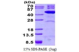 TFB2M Protein (His tag)