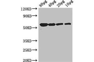 Western Blot Positive WB detected in: Rosseta bacteria lysate at 80 μg, 40 μg, 20 μg, 10 μg All lanes: glpK antibody at 3 μg/mL Secondary Goat polyclonal to rabbit IgG at 1/50000 dilution Predicted band size: 57 kDa Observed band size: 57 kDa
