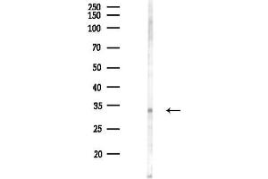 Western blot analysis of lysates from PC12 cells(LPS 4h treatment), using Phospho-Crk (Tyr221) Antibody at 1/1000 dilution.