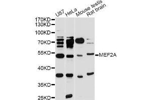 Western blot analysis of extracts of various cell lines, using MEF2A antibody (ABIN5998204) at 1/1000 dilution. (MEF2A 抗体)