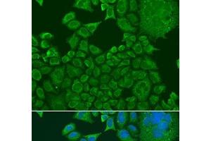 Immunofluorescence analysis of U2OS cells using FXR1 Polyclonal Antibody at dilution of 1:100. (FXR1 抗体)