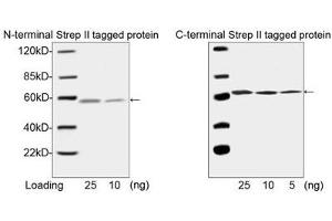 Western blot analysis of N-terminal and C-terminal Strep II tagged fusion protein using ABIN962829 (1 µg/ml). (Strep Tag II 抗体 (Biotin))