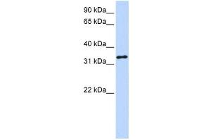 Western Blotting (WB) image for anti-3-hydroxyanthranilate 3,4-Dioxygenase (HAAO) antibody (ABIN2458646) (HAAO 抗体)