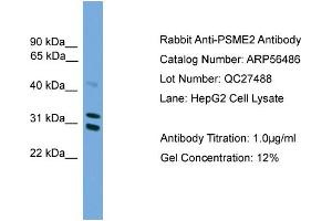 Western Blotting (WB) image for anti-Proteasome (Prosome, Macropain) Activator Subunit 2 (PA28 Beta) (PSME2) (Middle Region) antibody (ABIN2786731)