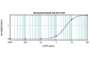 Image no. 1 for anti-Ciliary Neurotrophic Factor (CNTF) antibody (Biotin) (ABIN465710) (CNTF 抗体  (Biotin))