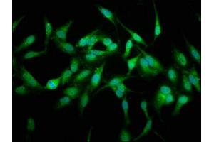 Immunofluorescence (IF) image for anti-Ubiquitin Specific Peptidase 48 (USP48) (AA 358-508) antibody (ABIN7174344)