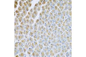 Immunohistochemistry of paraffin-embedded mouse stomach using AP1M2 antibody at dilution of 1:100 (x40 lens). (AP1m2 抗体)
