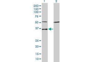 Western Blot analysis of MYOG expression in transfected 293T cell line by MYOG MaxPab polyclonal antibody. (Myogenin 抗体  (AA 1-224))