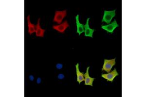 ABIN7096741 and ABIN7100806 staining HepG2 cells by IF/ICC.