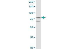 Immunoprecipitation of KLHL4 transfected lysate using anti-KLHL4 MaxPab rabbit polyclonal antibody and Protein A Magnetic Bead , and immunoblotted with KLHL4 purified MaxPab mouse polyclonal antibody (B01P) . (Kelch-Like 4 抗体  (AA 1-718))