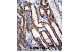 NXN Antibody (Center) (ABIN656415 and ABIN2845708) immunohistochemistry analysis in formalin fixed and paraffin embedded human kidney tissue followed by peroxidase conjugation of the secondary antibody and DAB staining. (NXN 抗体  (AA 221-249))