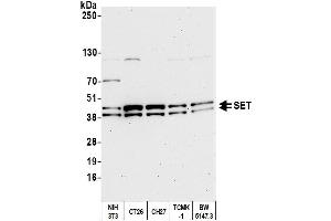 Western Blotting (WB) image for anti-SET Nuclear Oncogene (SET) (AA 125-175) antibody (ABIN7454812) (SET/TAF-I 抗体  (AA 125-175))